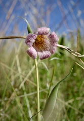 Fritillaria striata