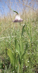 Fritillaria striata
