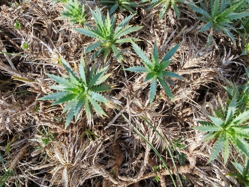 Atractylis caespitosa