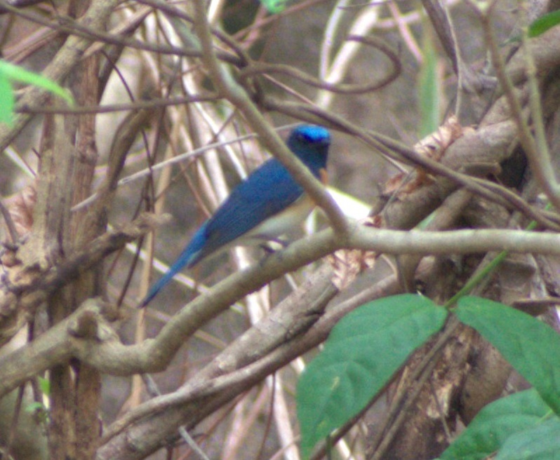 Blue-throated Flycatcher illustration