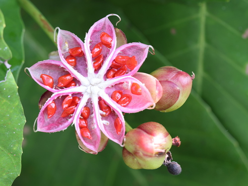 Simpoh Air (Dillenia suffruticosa)