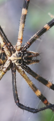 Silver Garden Orbweaver