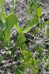 Burchellia bubalina