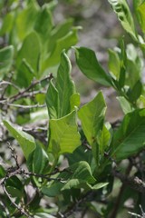 Burchellia bubalina
