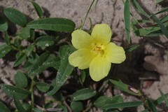 Hibiscus aethiopicus