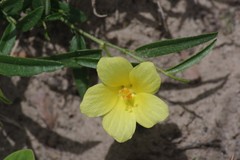 Hibiscus aethiopicus