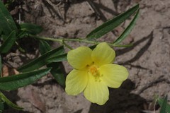 Hibiscus aethiopicus