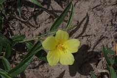 Hibiscus aethiopicus