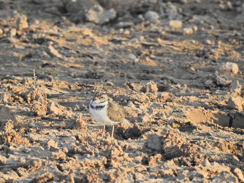 iNaturalist: (c) Abdi Hassen Farid, some rights reserved (CC BY-NC), uploaded by Abdi Hassen Farid iNaturalist image