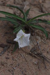 Ipomoea simplex