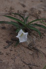 Ipomoea simplex