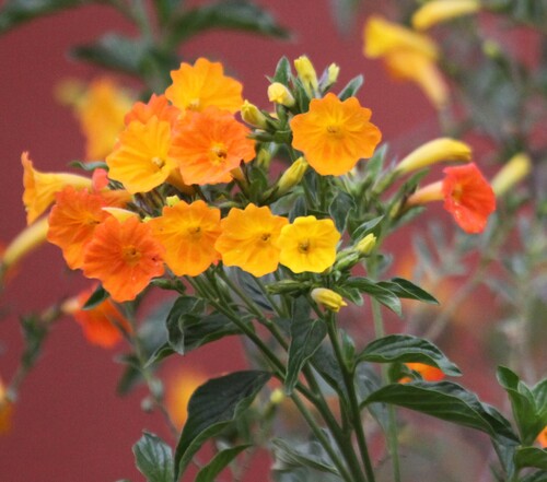 marmalade-bush (Streptosolen jamesonii)