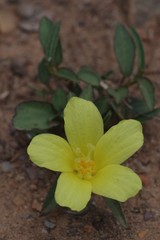 Hibiscus aethiopicus