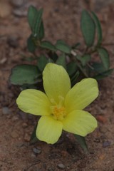 Hibiscus aethiopicus