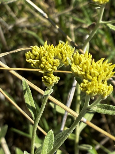 Achyrocline saturejoides
