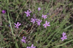 Jamesbrittenia microphylla