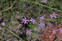 Jamesbrittenia microphylla