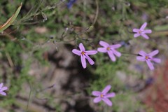 Jamesbrittenia microphylla