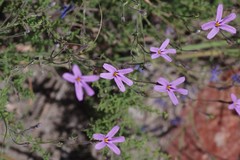 Jamesbrittenia microphylla