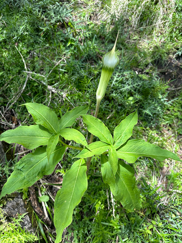 Arisaema unzenense iNat (1)