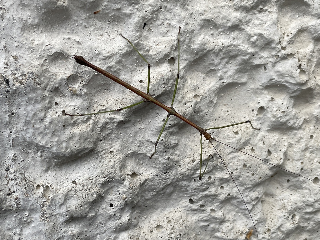 Japanese Stick-insect