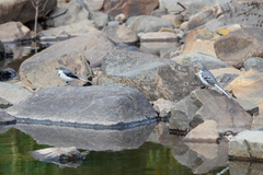 Motacilla clara
