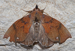 Goniapteryx servia