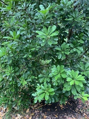 Buchanania arborescens