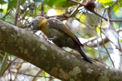 Chloropicus griseocephalus