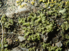 Phaeophyscia nigricans