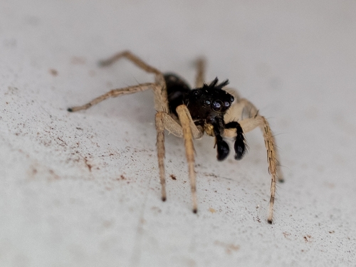 Dimorphic jumping spider
