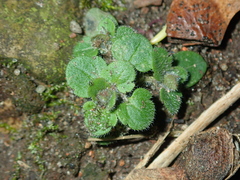 Cochlidiosperma