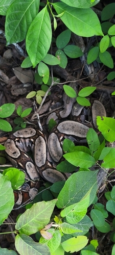 Boa Constrictor
