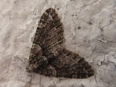 Esakiopteryx volitans