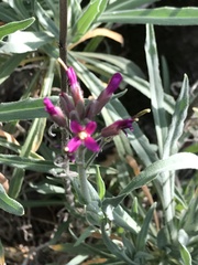 Boechera sparsiflora