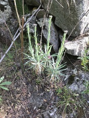 Boechera sparsiflora