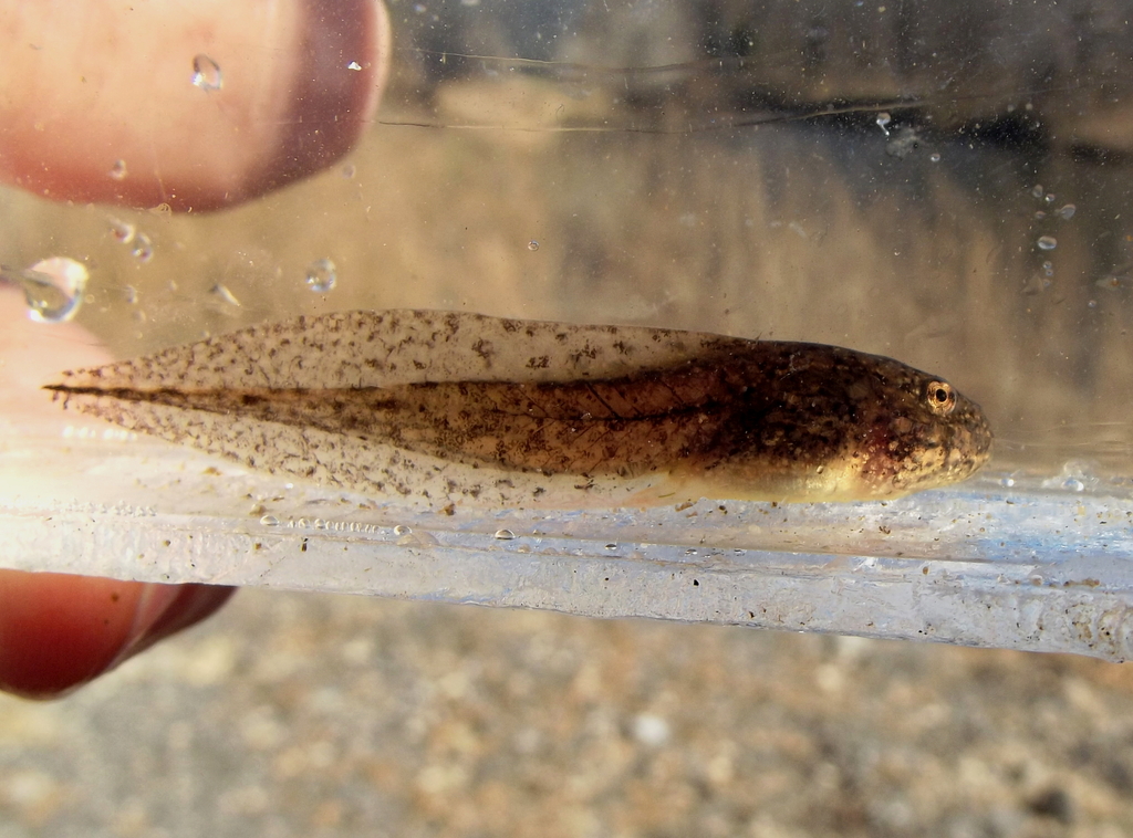 Strecker's Chorus Frog in January 2014 by Mark Pyle. Id based on size