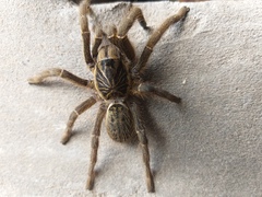 Harpactira