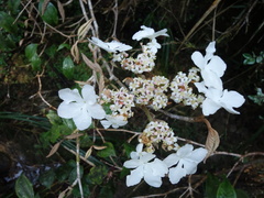 Viburnum furcatum