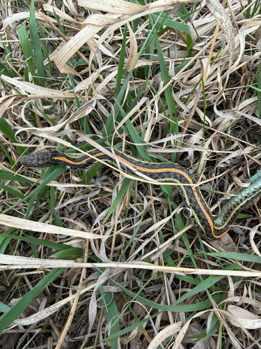 Plains Garter Snake