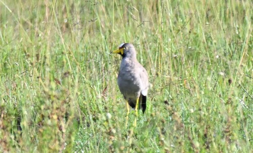 iNaturalist: (c) Amaël Borzée, some rights reserved (CC BY-NC), uploaded by Amaël Borzée iNaturalist image