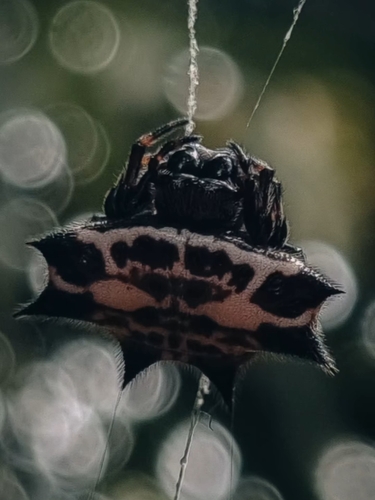 Spinybacked Orbweaver