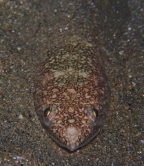 Iguana Lizardfish photo 1