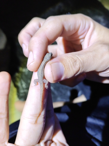 Asian House Gecko