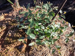 Eucalyptus blaxlandii
