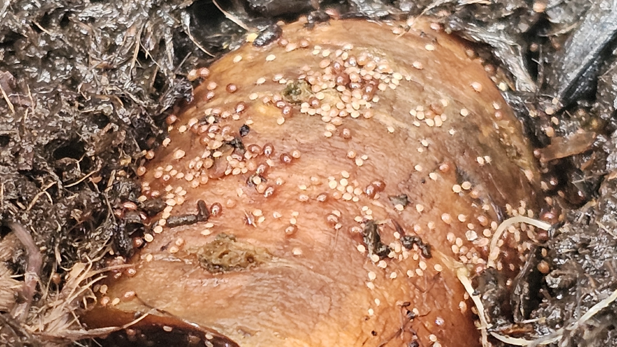 Uroobovella marginata (C.L.Koch, 1839)