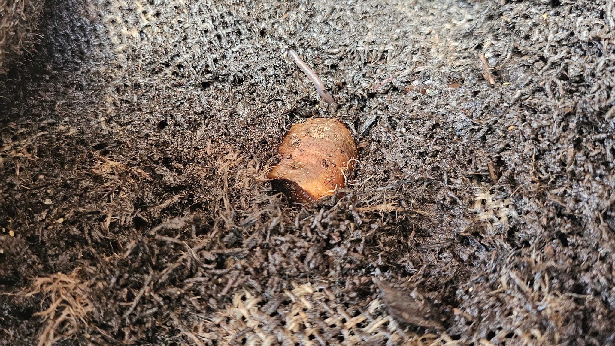 Uroobovella marginata (C.L.Koch, 1839)
