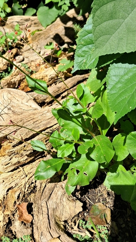 Talinum paniculatum