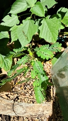 Phyllanthus niruri, photograph (c) Nicolas Olejnik, some rights reserved (CC BY)