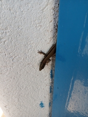 Phoenicolacerta troodica